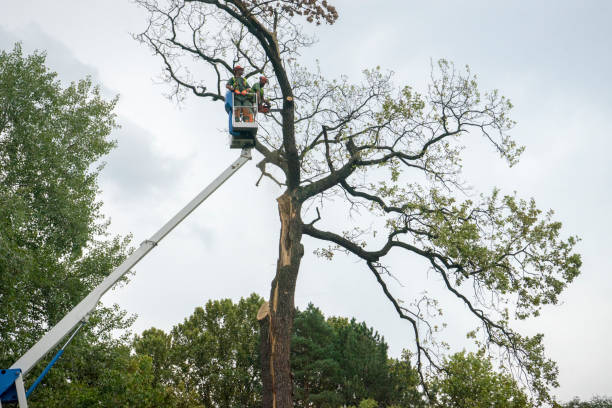 Seasonal Cleanup (Spring/Fall) in Plainview, TX