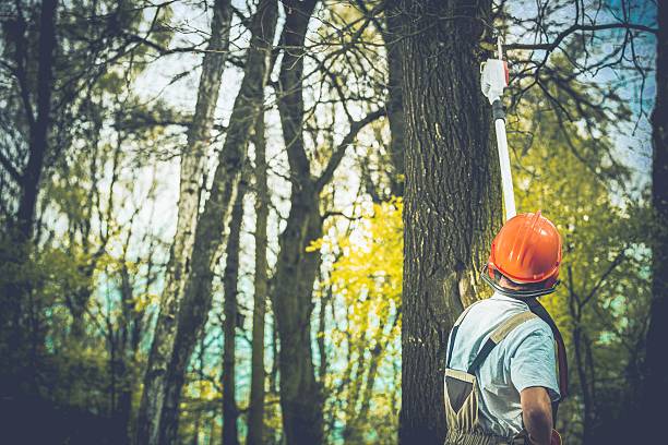How Our Tree Care Process Works  in  Plainview, TX